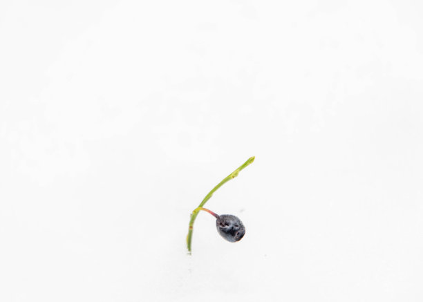 冬天森林里的蓝莓图片下载