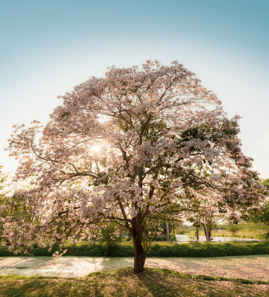 吐鲁番树粉红色盛开在花园里图片下载