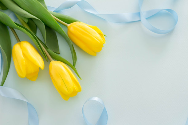 黄色郁金香和蓝色丝带的礼物图片图片下载
