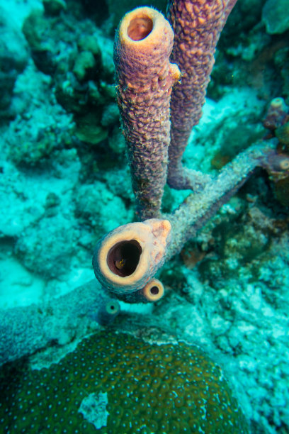 空心紫色的硬珊瑚为幼鱼(如小鱼)提供庇护，也为加勒比海博内尔岛周围的珊瑚礁上的海星、虾和小螃蟹提供庇护图片下载