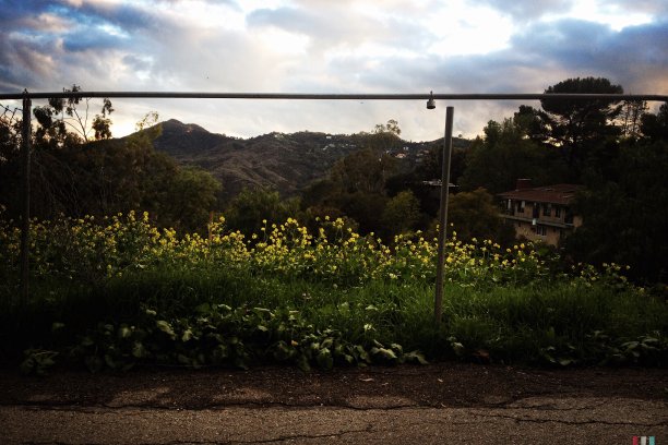 风景的黄金野花槽破裂的栅栏图片下载