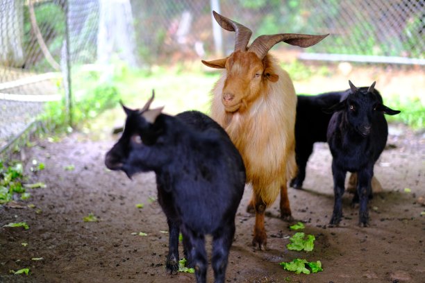 农场里可爱的动物，山羊，鹿，绵羊图片下载