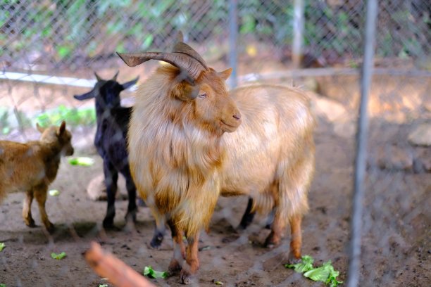 农场里可爱的动物，山羊，鹿，绵羊图片下载