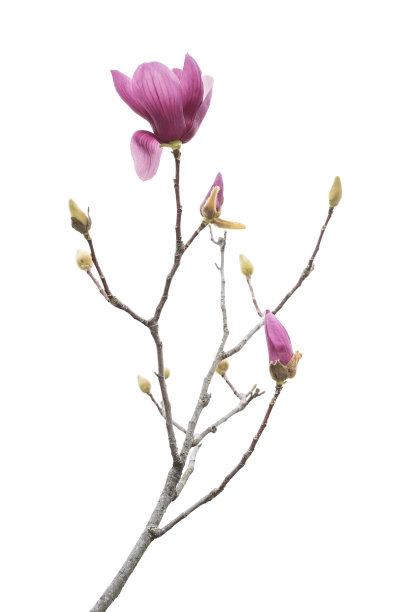 玉兰花图片下载