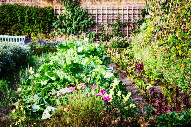 阳光明媚的菜园图片下载