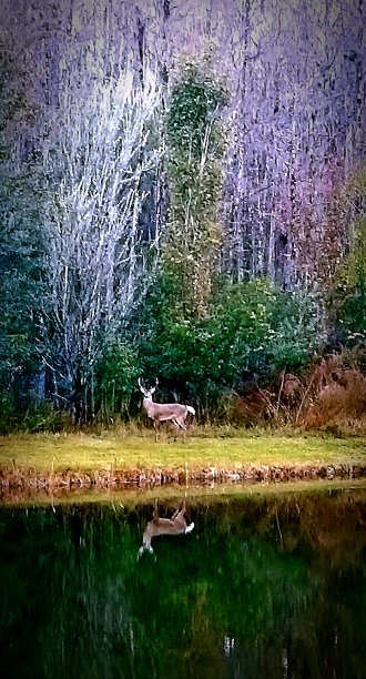 冬天在湖边的鹿图片下载