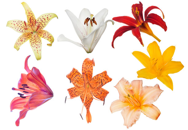 一套百合花七花孤立在白色图片下载