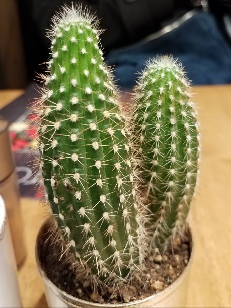 小仙人掌图片下载