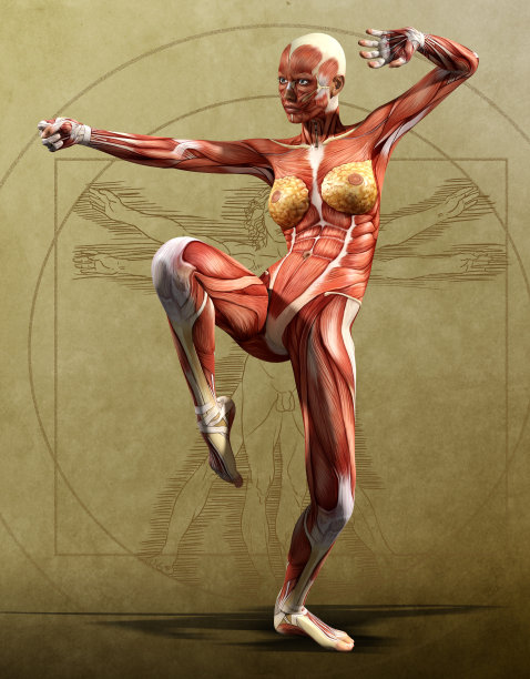 肌肉地图型-解剖学前，成年女性图片下载