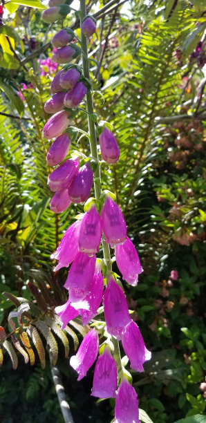 北美花卉和植物物种从公共花园通过美国图片下载