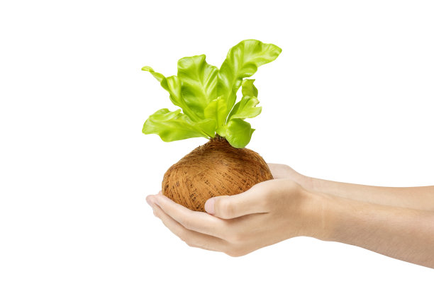 人的双手捧着盆栽中的绿色植物图片下载