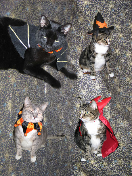 万圣节的猫图片下载