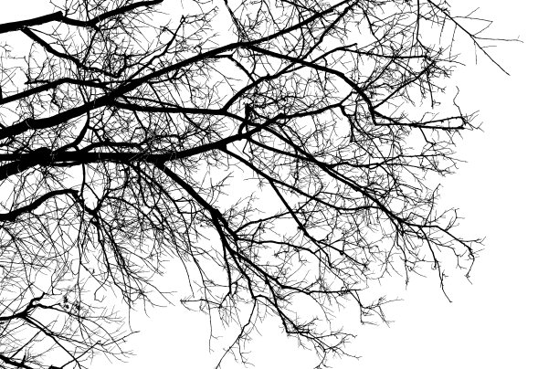 光秃秃的树枝在白色的背景上剪影。图片下载