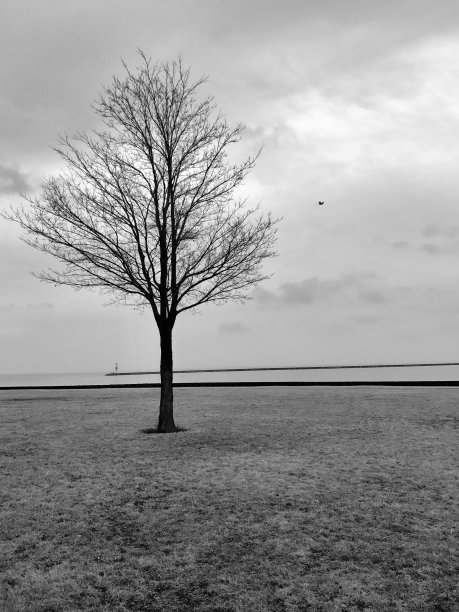 一棵孤独的树挺立图片下载