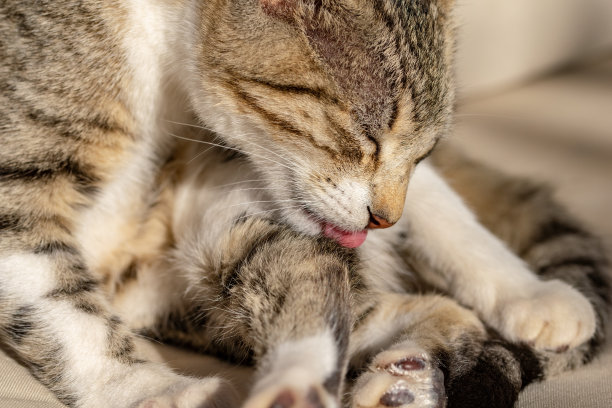 虎斑猫小猫舔和清洁后腿上的毛图片下载