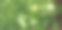北美花卉和植物物种从公共花园通过美国图片下载