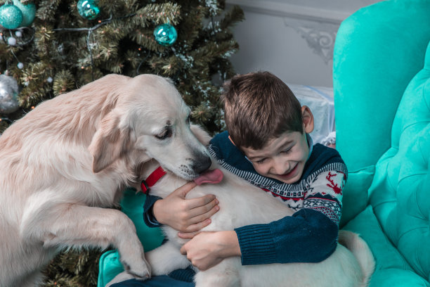 年轻的照片模特在圣诞毛衣摆姿势与金毛猎犬小狗图片下载
