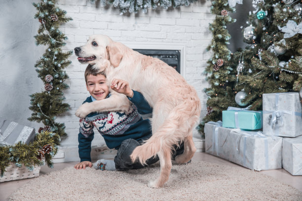 年轻的照片模特在圣诞毛衣摆姿势与金毛猎犬小狗图片下载