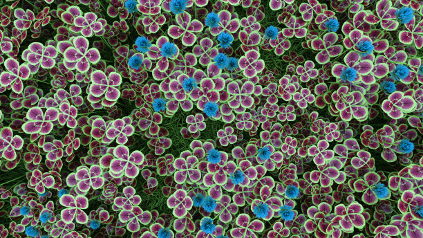 密集生长的铜三叶草图片下载