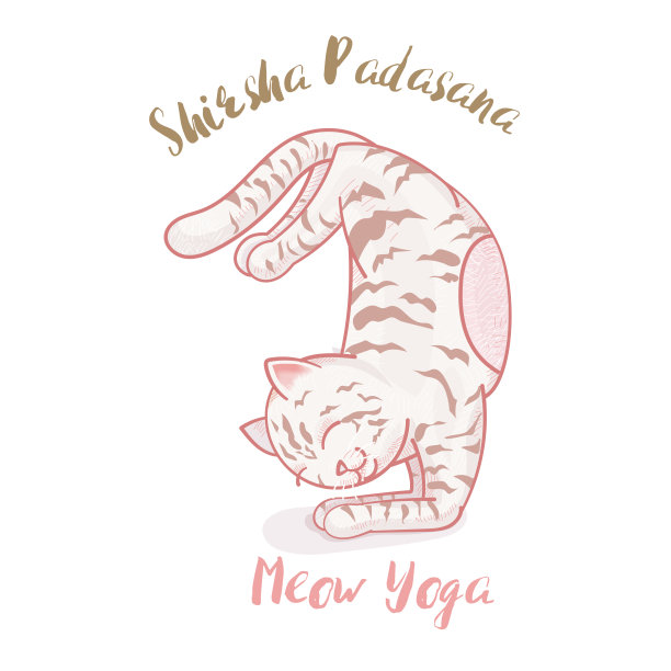 可爱的卡通猫在瑜伽姿势，Sirsa Padasana头到脚的姿势图片下载