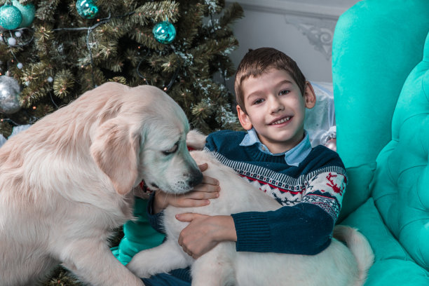 年轻的照片模特在圣诞毛衣摆姿势与金毛猎犬小狗图片下载