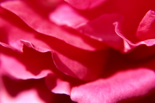 粉色或红色玫瑰花微距摄影图片下载