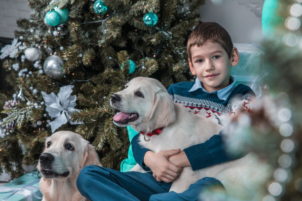 年轻的照片模特在圣诞毛衣摆姿势与金毛猎犬小狗图片下载