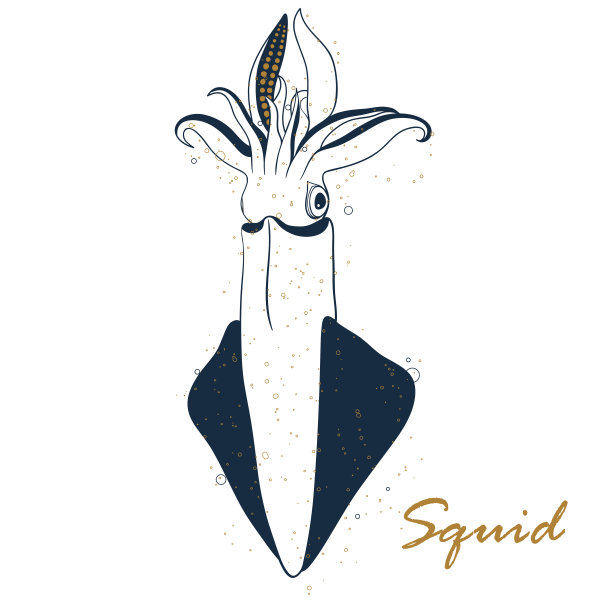 鱿鱼手绘矢量插图孤立在白色背景。海鲜，鱼类市场标签，信息图表，食品包装或水下海洋动物主题设计图片下载