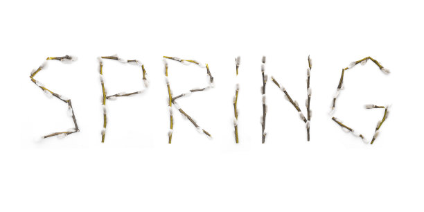 来自春天的枝干。白底柳条上的信。有芽生长的树枝。春天盛开的鲜花图片下载