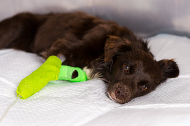 在兽医诊所接受静脉治疗的狗只图片下载