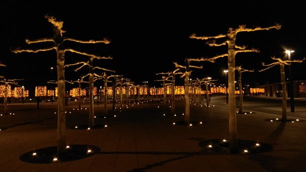 树设备的效果。夜晚，地灯向上照射在街上光秃秃的梧桐树上图片下载