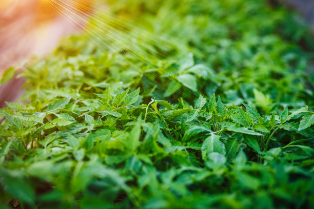 育苗温室图片下载