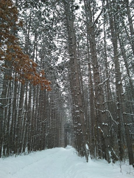 米溪步道:冬天有松树图片下载