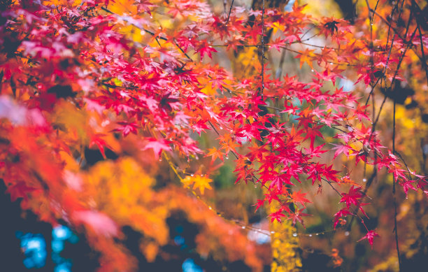 红色的枫叶和露珠，秋雨的颜色树，秋天的枫叶在模糊的背景，日本图片下载