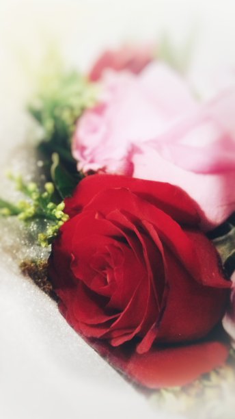 一朵美丽的玫瑰图片下载