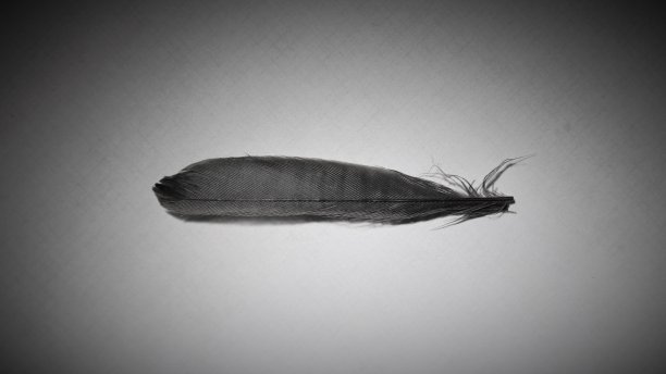 一根羽毛装饰图案图片下载