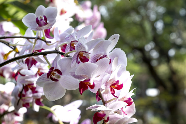 桃丹公园的蝴蝶兰盆景，2019年农历新年图片下载