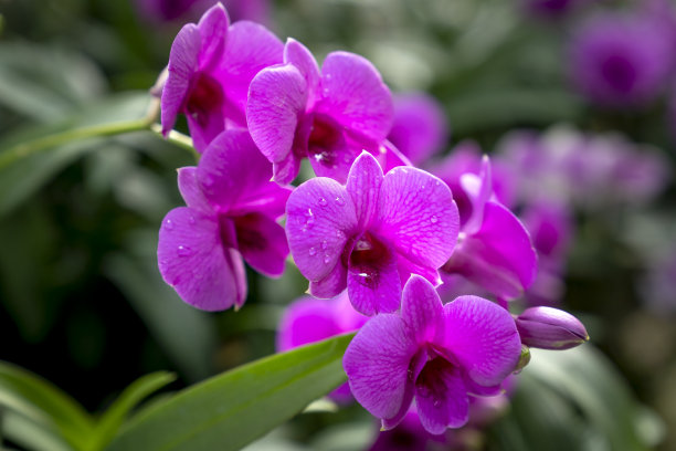 桃丹公园的蝴蝶兰盆景，2019年农历新年图片下载