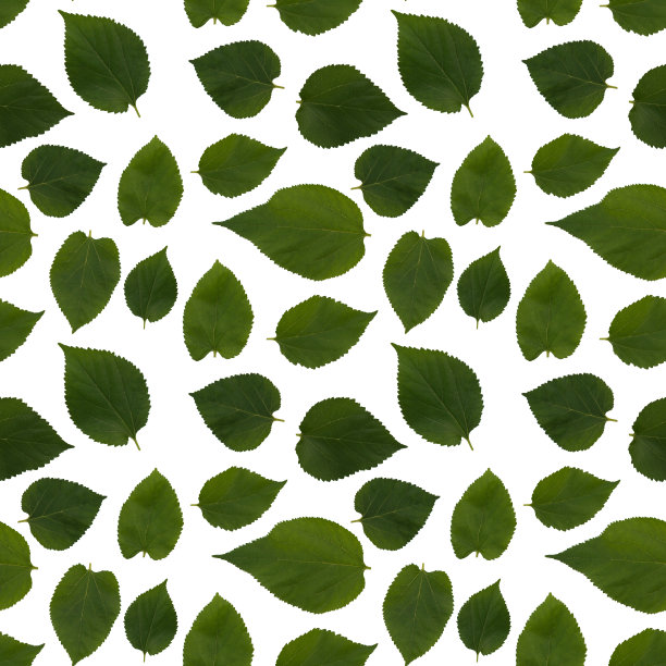 孤立桑叶无缝图案在白色背景图片下载