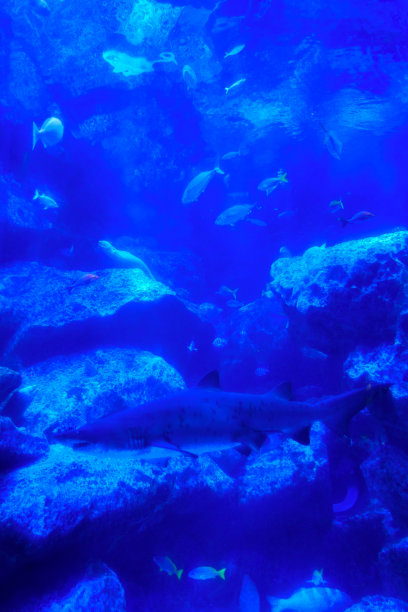 鲨鱼和其他鱼类在亮蓝色的水图片下载