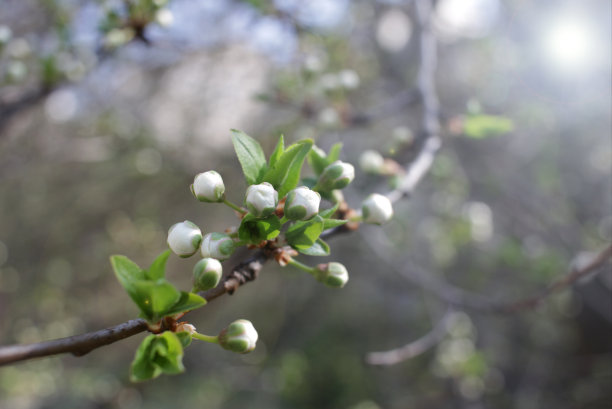 春天果园里的树开花了。春天的时候，果园开花了。封面照片墙纸的花朵。阳光和树开花。春天的背景。树开花。图片下载