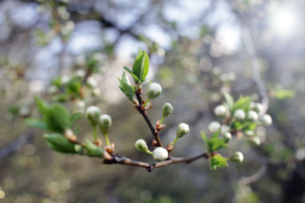 春天果园里的树开花了。春天的时候，果园开花了。封面照片墙纸的花朵。阳光和树开花。春天的背景。树开花。图片下载