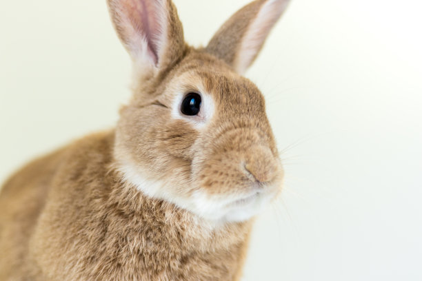 可爱又有趣的复活节兔子图片下载