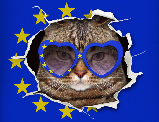 在欧洲国旗后面的猫图片下载