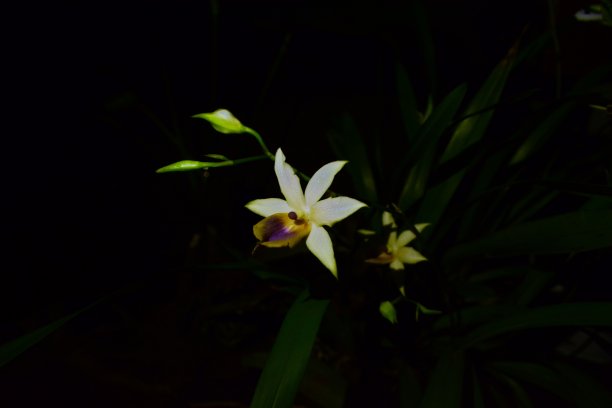 美丽的兰花图片下载