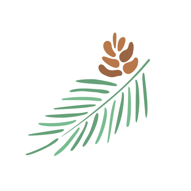 雪松涂鸦矢量手绘插图。简单的图标孤立在白色背景图片下载