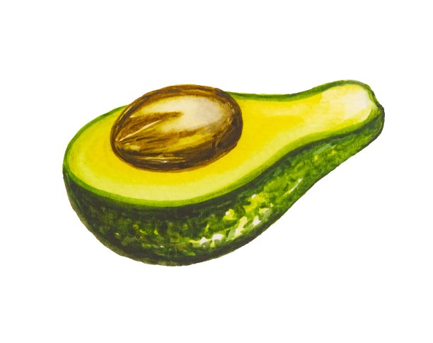 鳄梨绘画。画水彩。图片下载