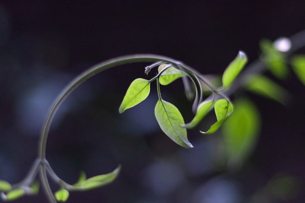 植物和花图片下载