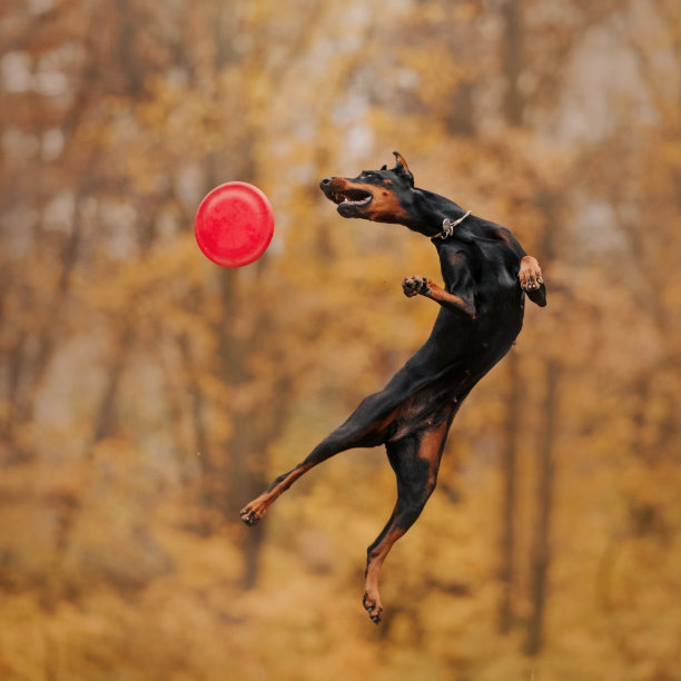 杜宾犬在秋天的森林里图片下载