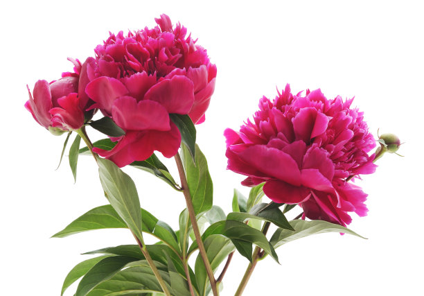 三个粉色的牡丹。图片下载